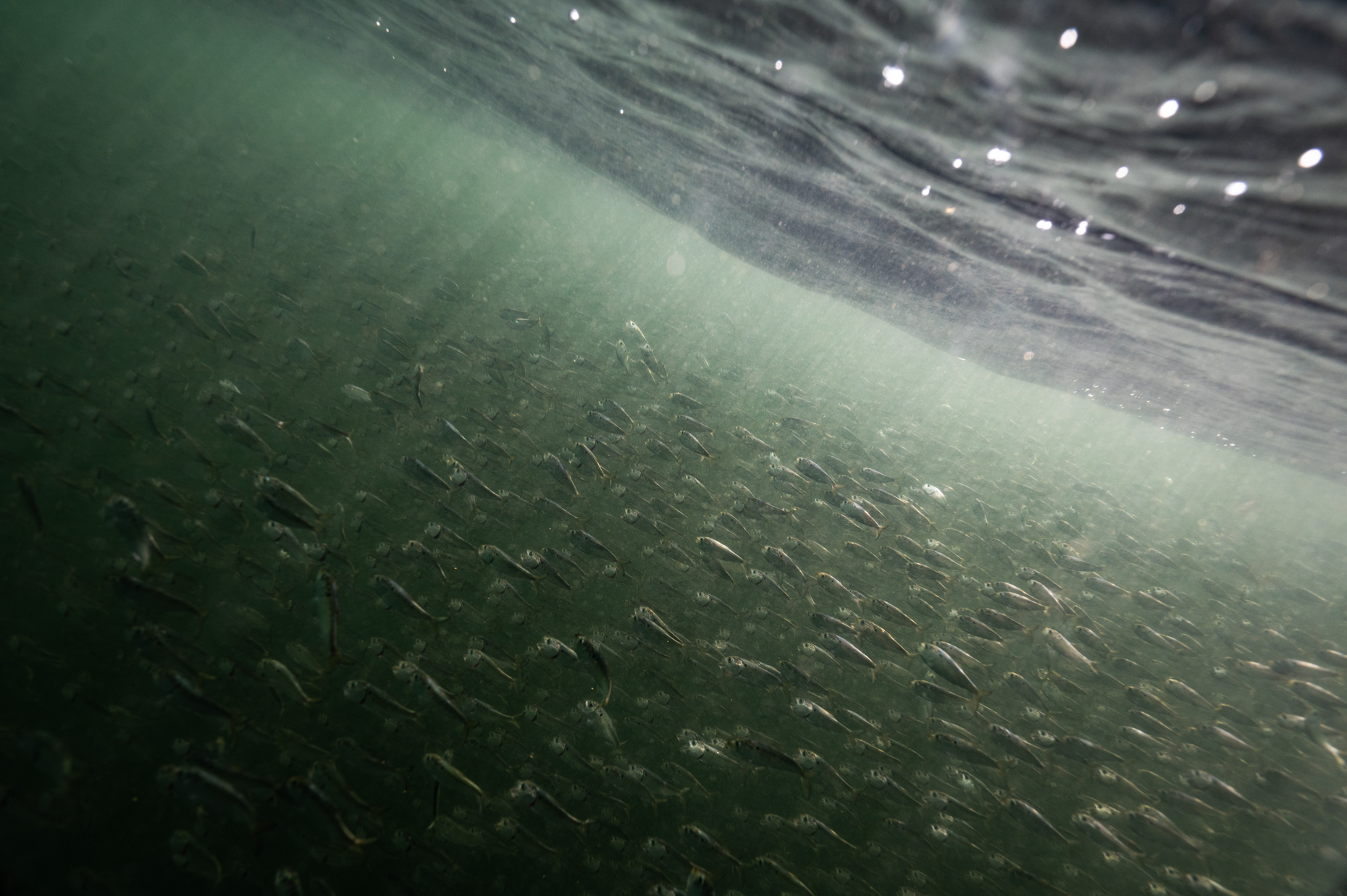 Underwater photo of Peanut Bunker - Baitfish 